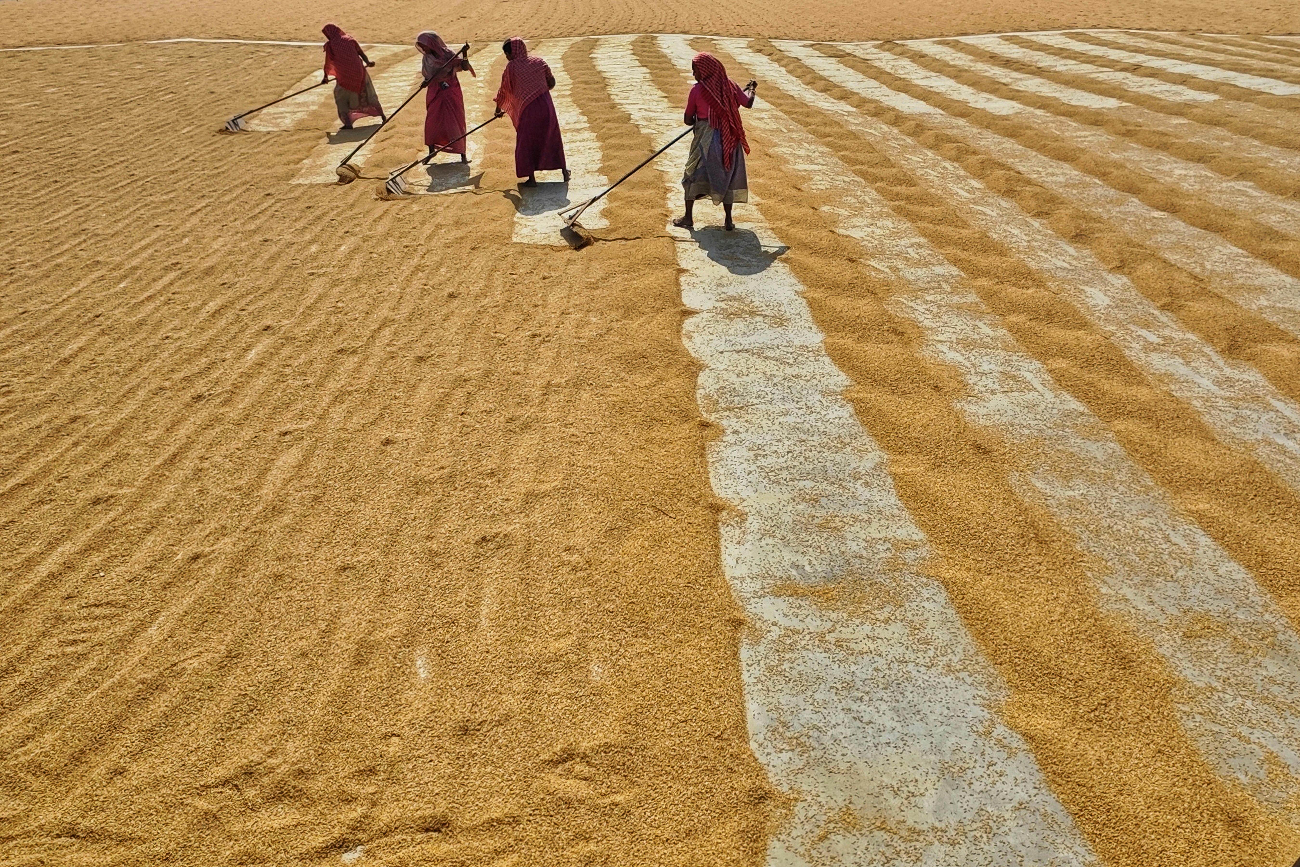 Women working together on a grain field